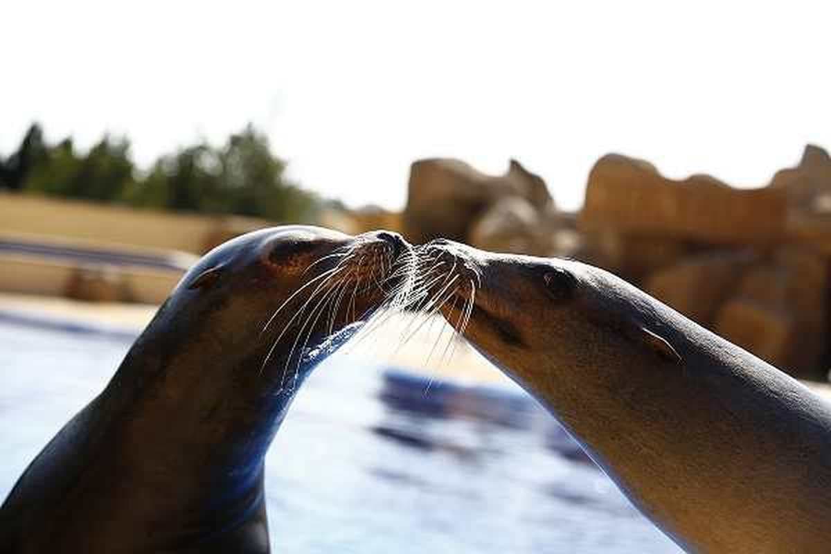 Delfinario e parco acquatico Marineland 5